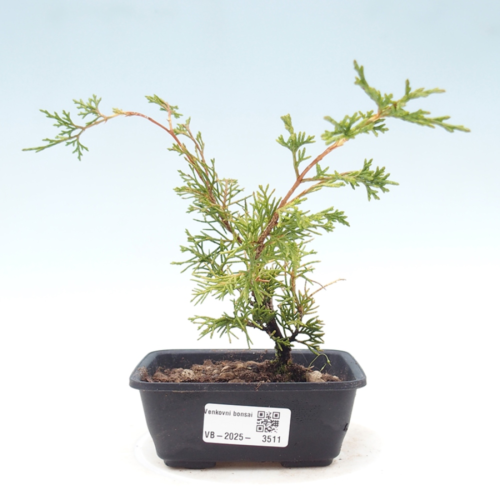 Kültéri bonsai - Juniperus chinensis Itoigawa