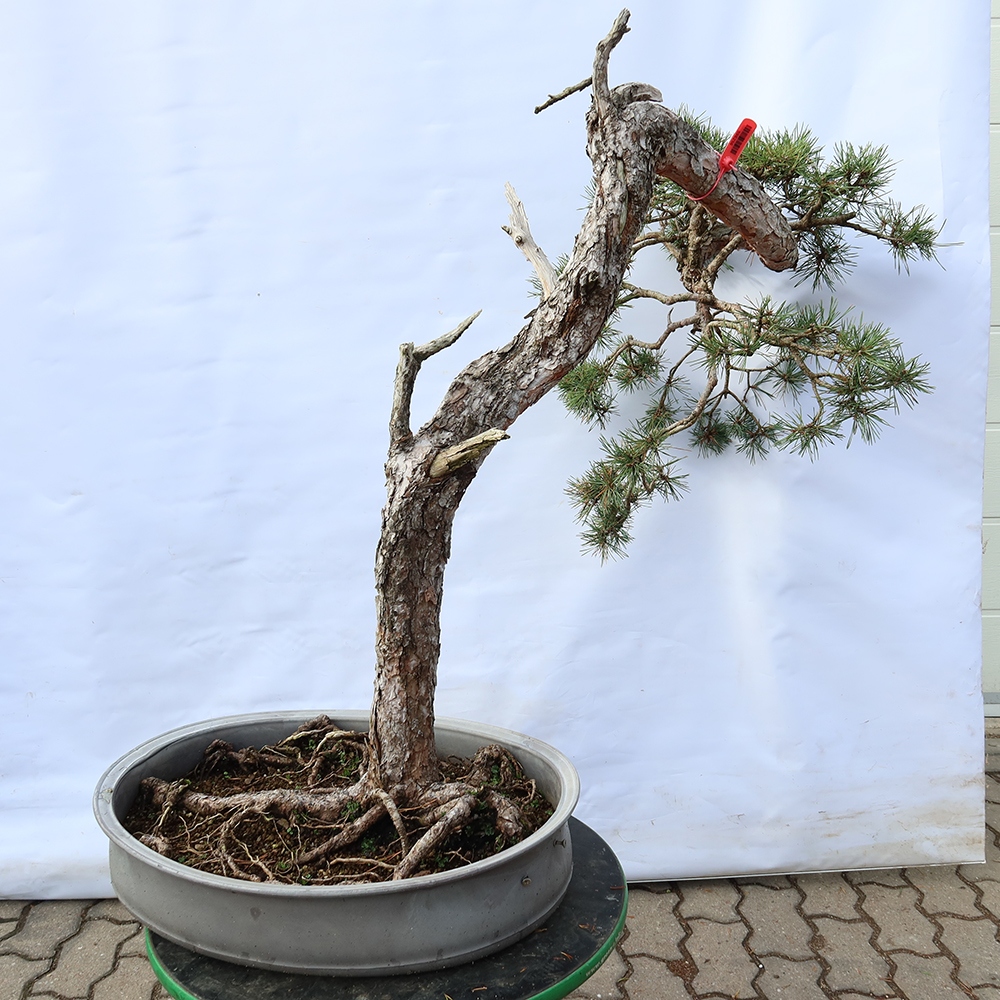 Pinus sylvestris Spanyolország – erdei fenyő
