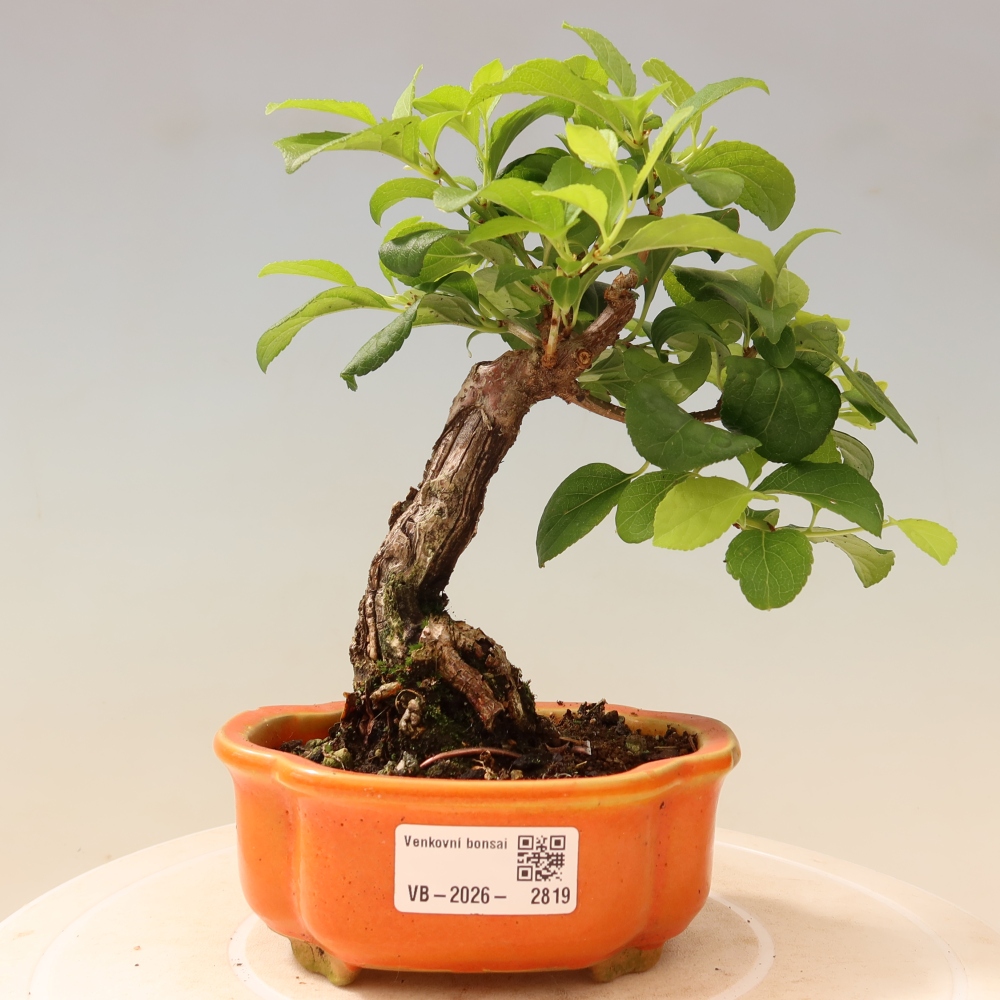 Kültéri bonsai - Celastrus orbiculatus