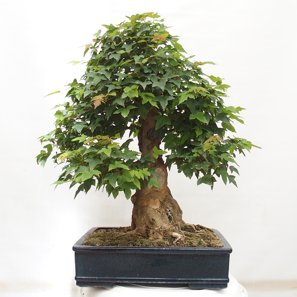 Kültéri bonsai - Acer Buergerianum - Burger juhar