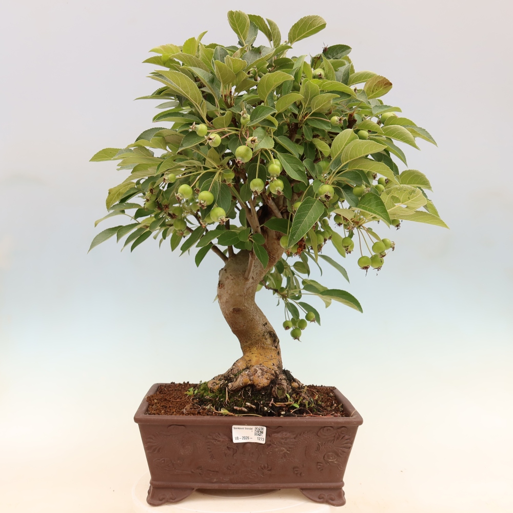 Kültéri bonsai -Malus halliana - Kis gyümölcsű almafa
