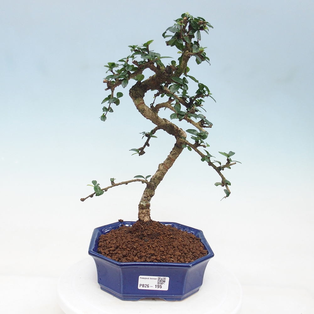 Szobai bonsai - Carmona macrophylla - Tea fuki