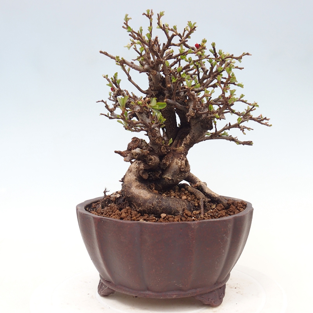 Kültéri bonsai - Chaneomeles speciosa - birs
