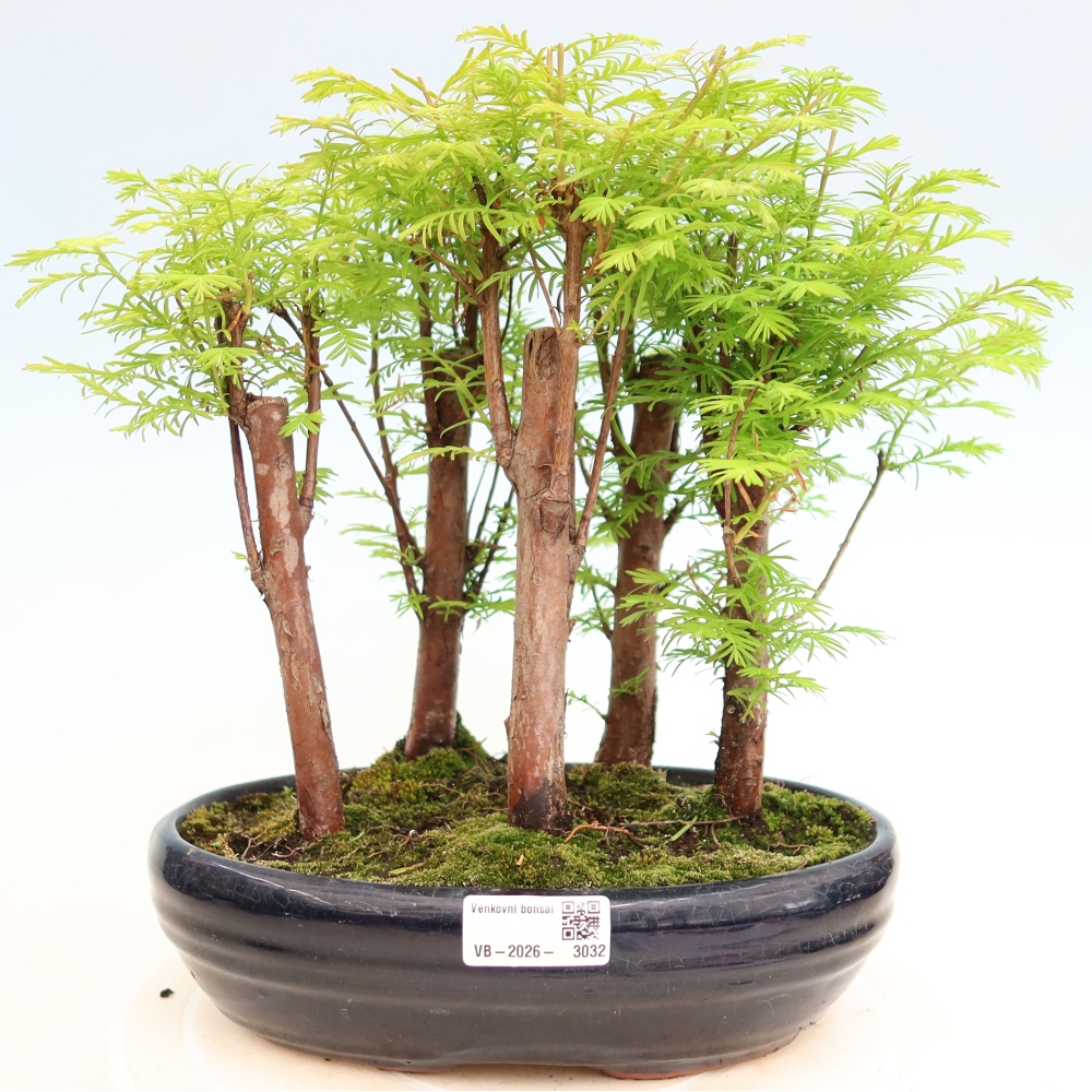 Kültéri bonsai – Metasequoia glyptostroboides – kínai metasequoia – kis erdő