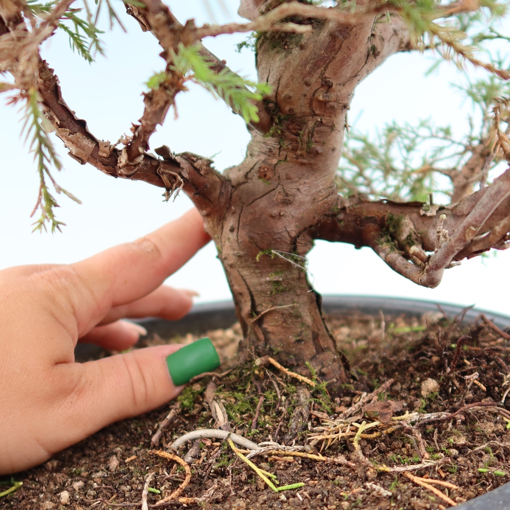Kültéri bonsai - Juniperus chinensis Itoigawa-Juniperus chinensis