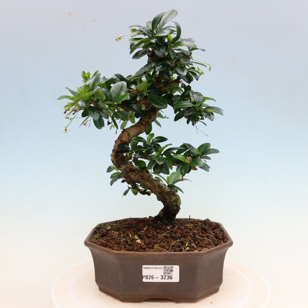 Szobai bonsai - Carmona macrophylla - Tea fuki