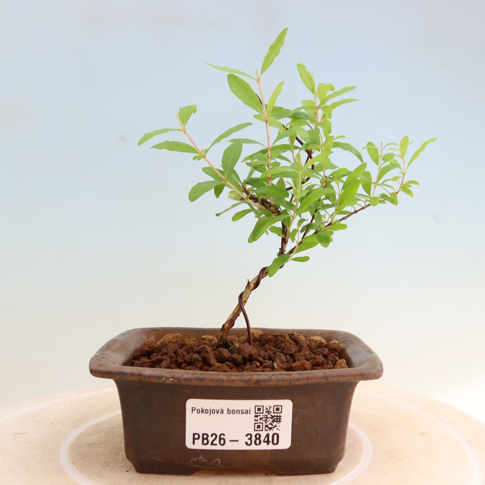 Szobai bonsai-PUNICA granatum nana-gránátalma