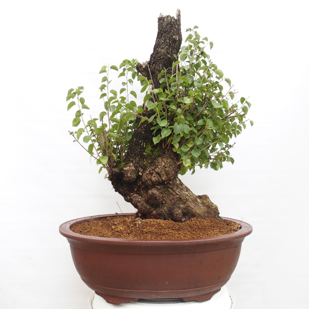 Kültéri bonsai - Mahalebka - Prunus mahaleb - Prunus mahaleb
