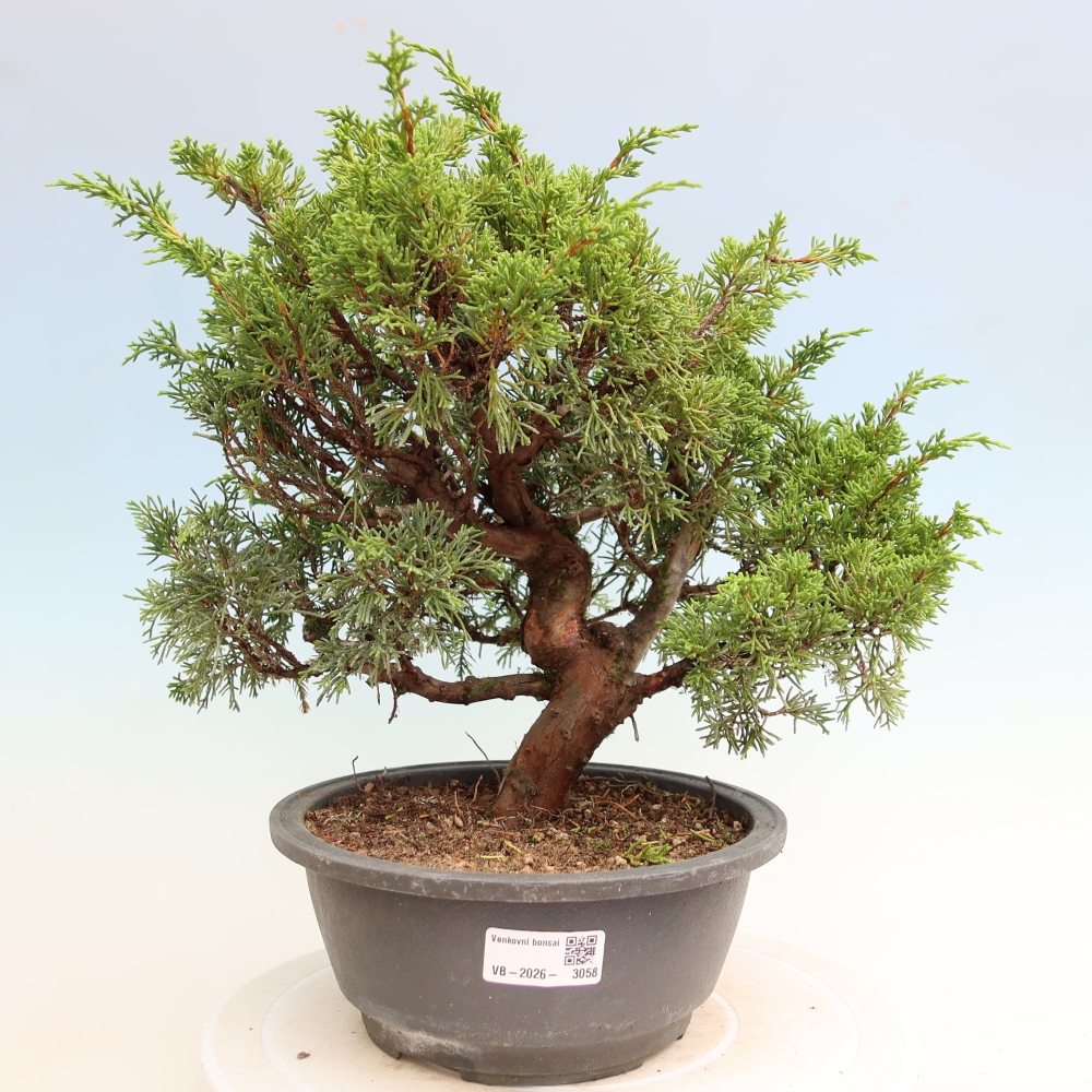 Kültéri bonsai - Juniperus chinensis Itoigawa-Juniperus chinensis