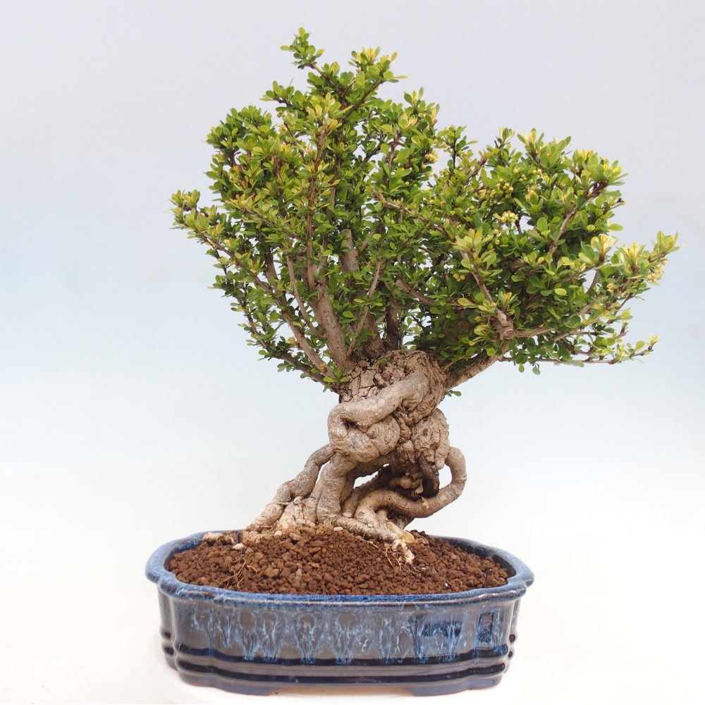 Kültéri bonsai - Berberis coreana