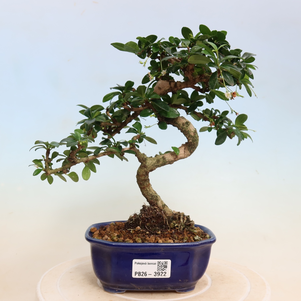 Szobai bonsai - Carmona macrophylla - Tea fuki