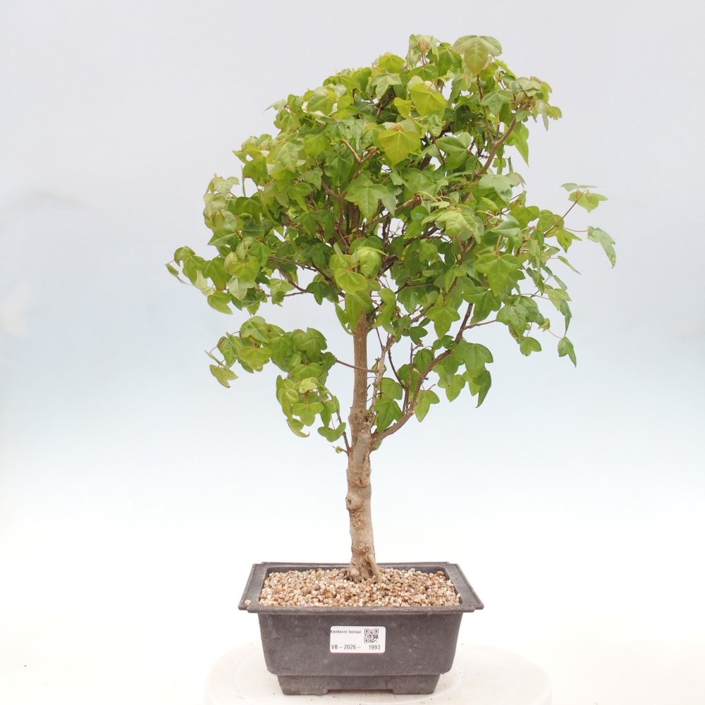 Kültéri bonsai - Acer Buergerianum - Burger juhar