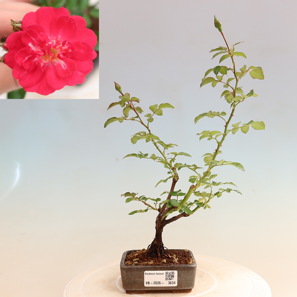 Kültéri bonsai - Rosa Kordes - rózsa