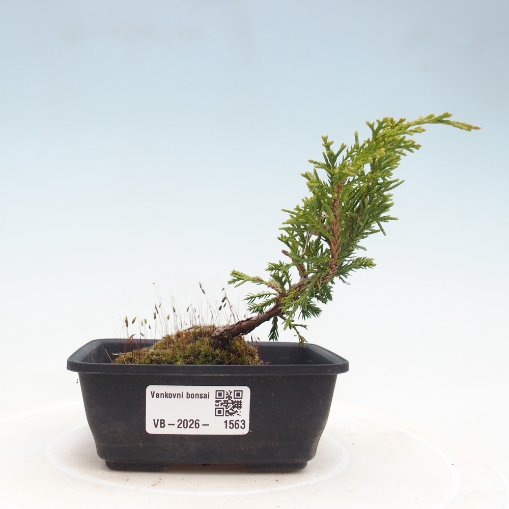 Kültéri bonsai - Juniperus chinensis Itoigawa