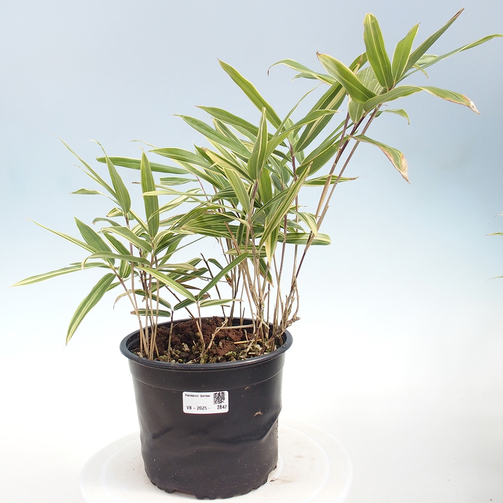 Kültéri bonsai - Sasaella masamuneana Albostriata - Bambusz