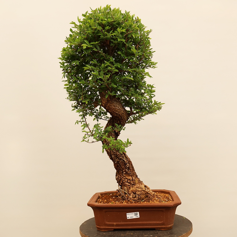 Kültéri bonsai - Zelkova - Zelkova NIRE