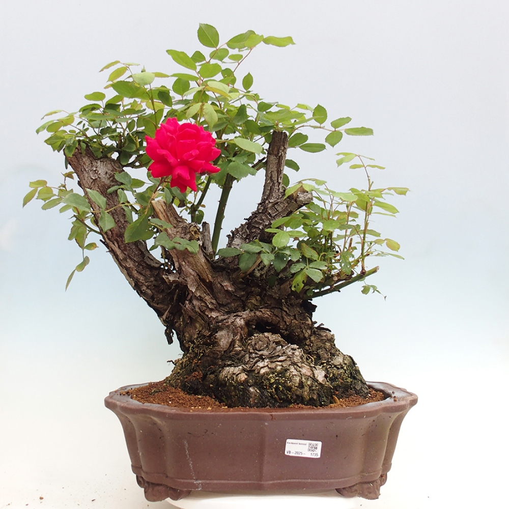 Kültéri bonsai - Rosa Kordes - rózsa