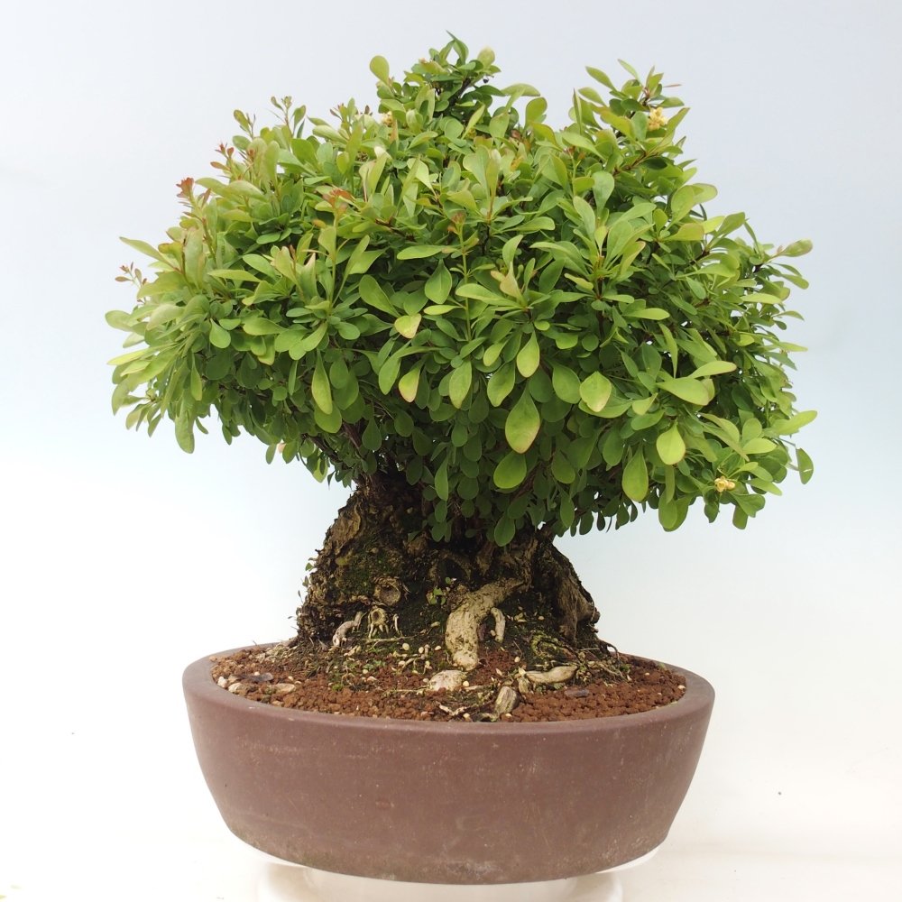 Kültéri bonsai - Borbolya - Berberis thunbergii atropurpurea