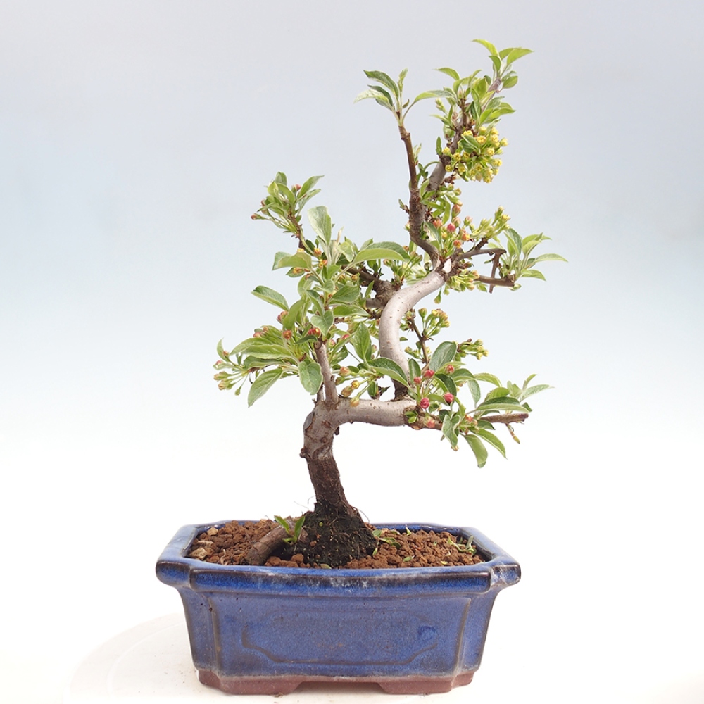 Kültéri bonsai - Malus sargentii - Kis gyümölcsű almafa