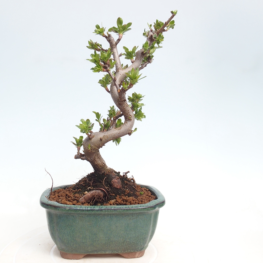 Kültéri bonsai - Malus sargentii - Kis gyümölcsű almafa