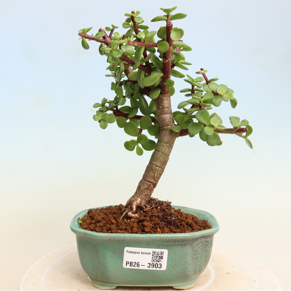 Szoba bonsai - Portulakaria Afra - Tlustice