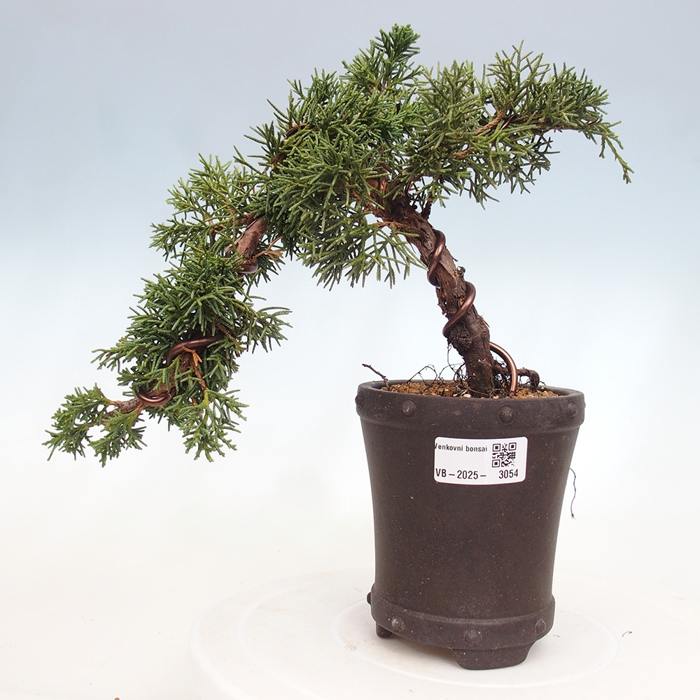 Kültéri bonsai - Juniperus chinensis Kishu