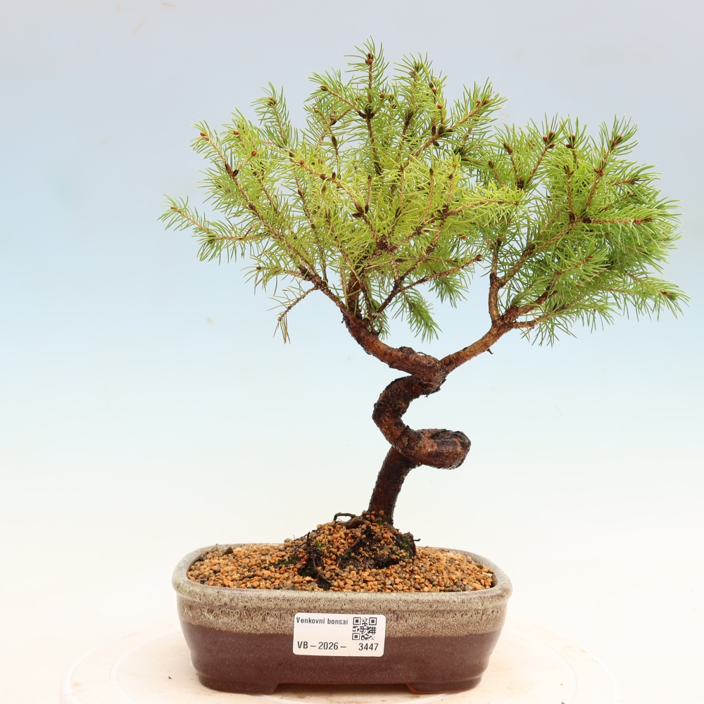 Kültéri bonsai – Szürke lucfenyő – Picea glauca globe