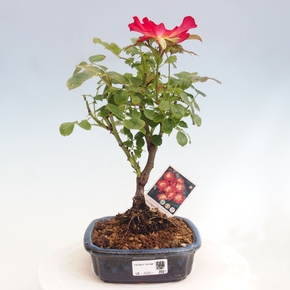 Kültéri bonsai - Rosa Kordes - rózsa