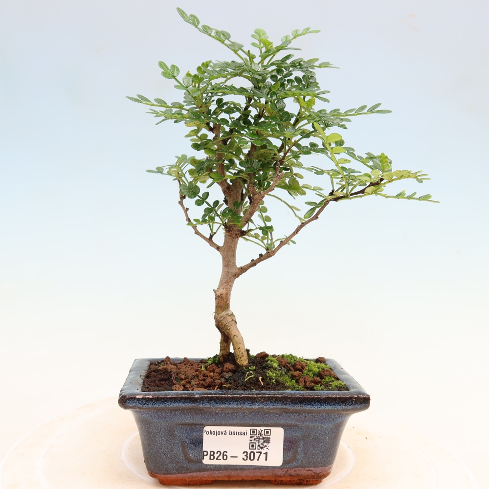 Szobai bonsai - Zantoxylum piperitum - borsfa