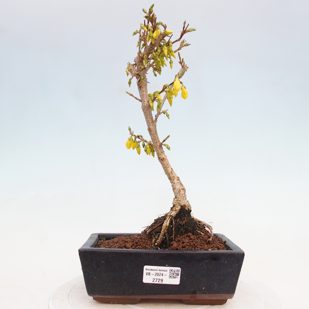 Kültéri bonsai - Zlatice - Forsythia intermedia