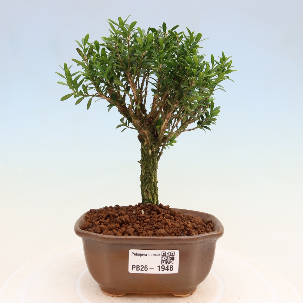Szobai bonsai - Buxus harlandii - parafa buxus