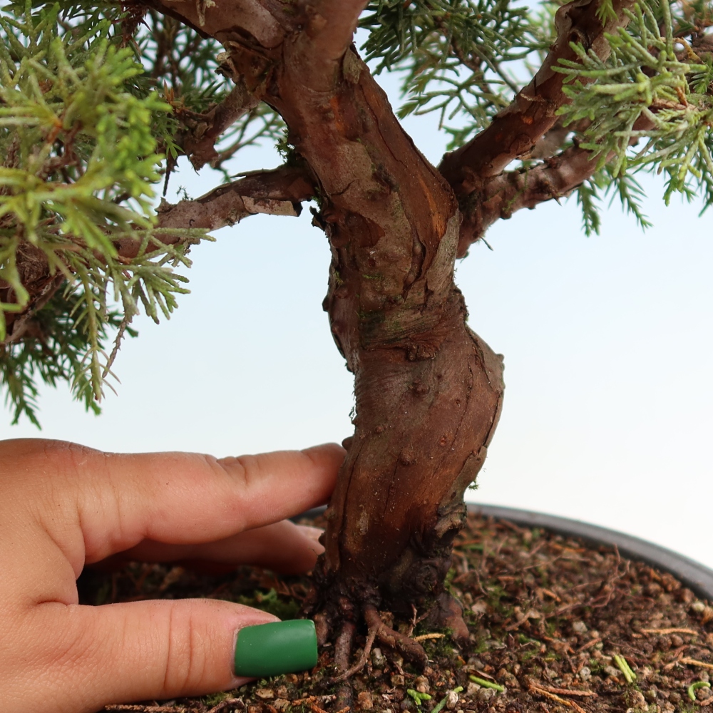 Kültéri bonsai - Juniperus chinensis Itoigawa-Juniperus chinensis
