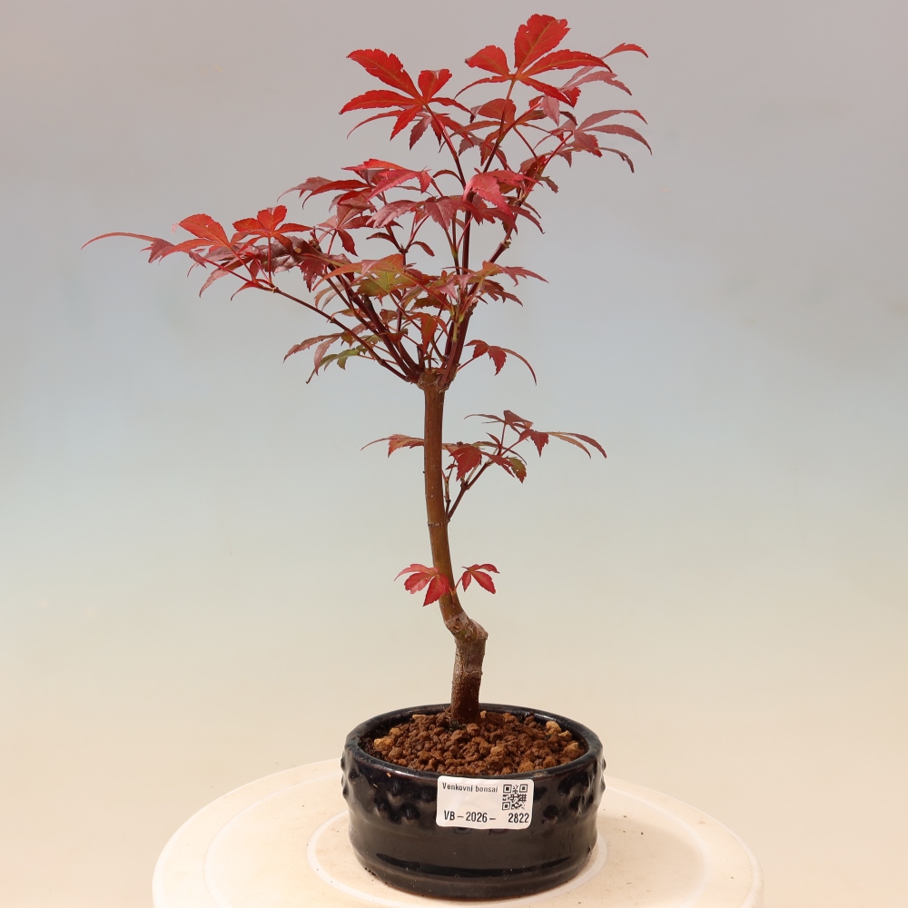 Kültéri bonsai - Acer pálma. Atropurpureum-Javor palmate