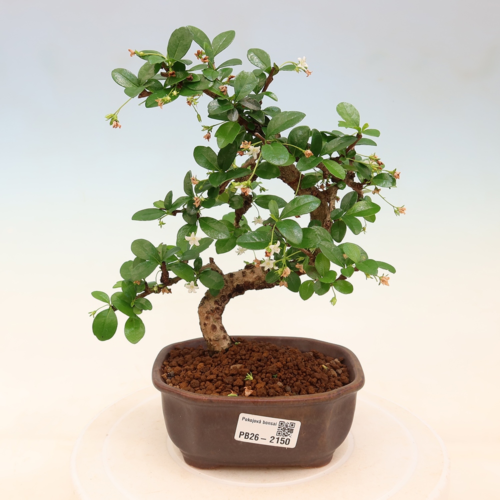 Szobai bonsai - Carmona macrophylla - Tea fuki