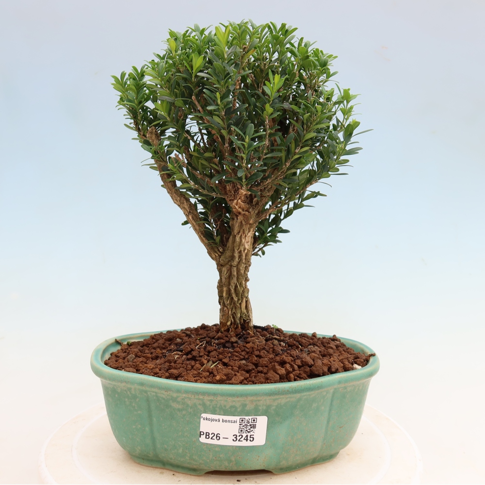 Szobai bonsai - Buxus harlandii - parafa buxus