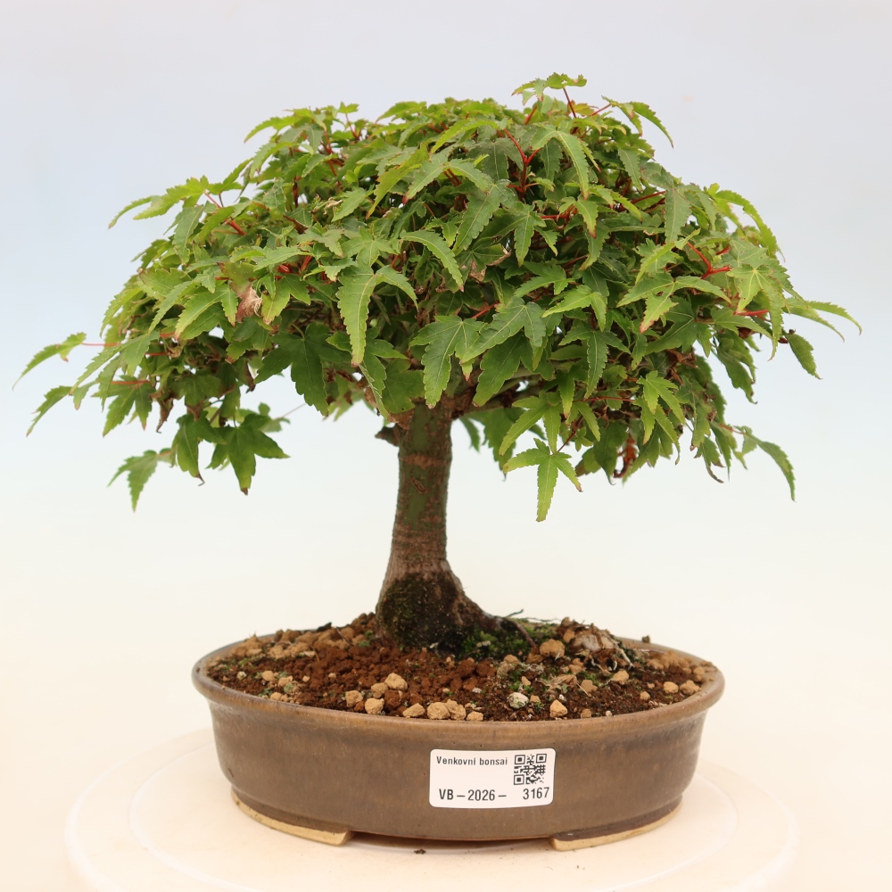 Acer palmatum KIOHIME - Pálma juhar