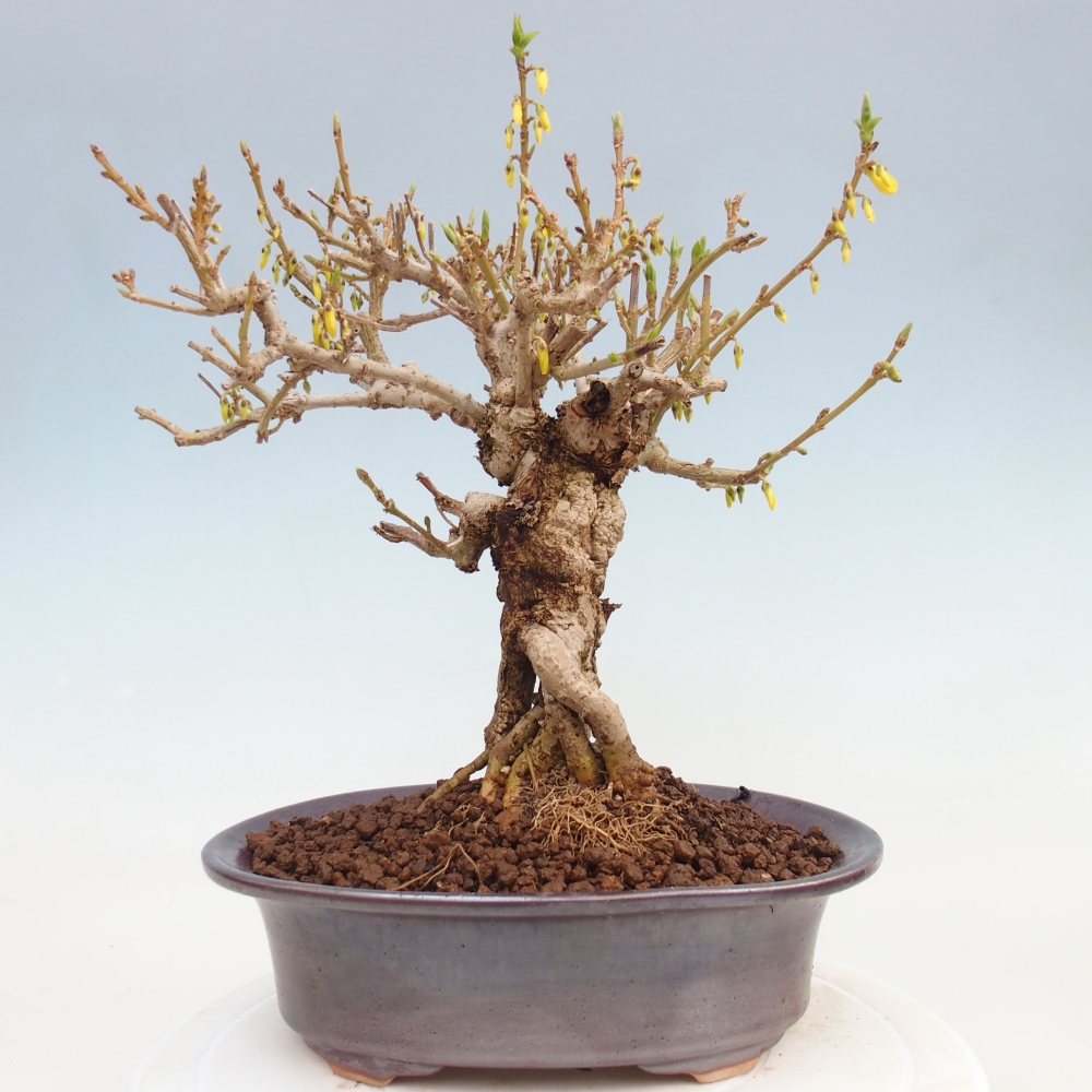 Kültéri bonsai - Zlatice - Forsythia koreana