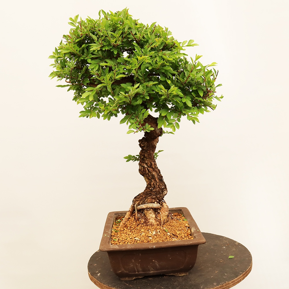 Kültéri bonsai - Zelkova - Zelkova NIRE