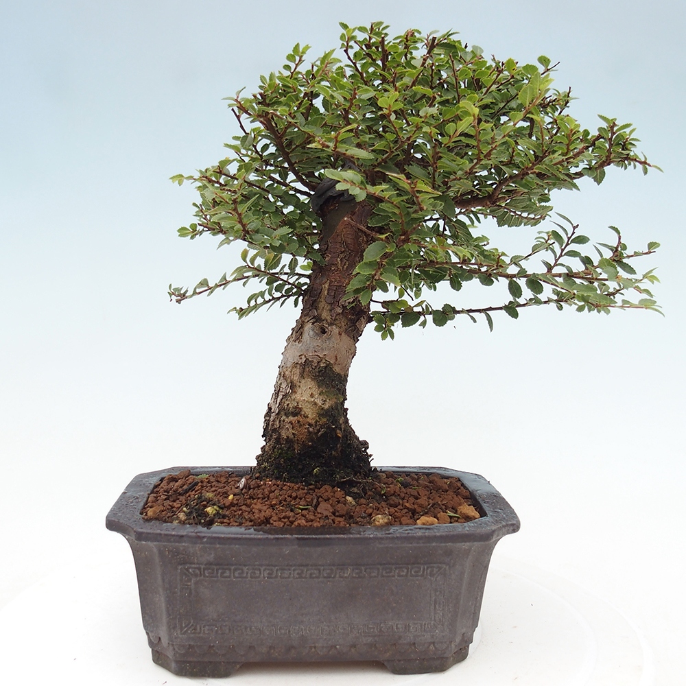 Kültéri bonsai - Ulmus parvifolia Hokkaido - Kínai szil - Ulmus parvifolia Hokkaido