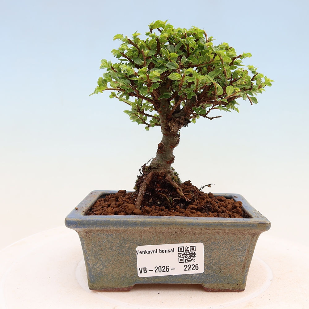Kültéri bonsai - Ulmus parvifolia Sagei - Kislevelű szilfa