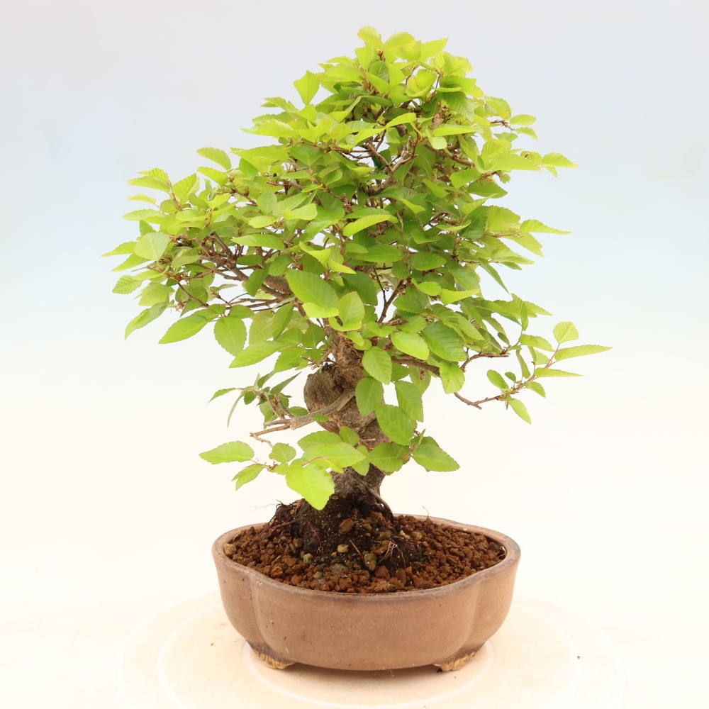 Kültéri bonsai -Carpinus Coreana - Koreai gyertyánfa