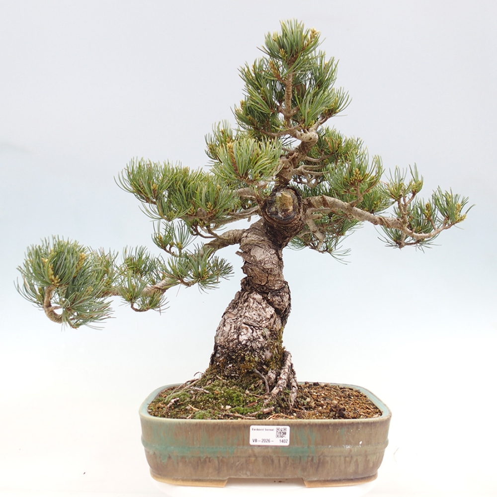 Kültéri bonsai - Pinus parviflora - Pinus parviflora