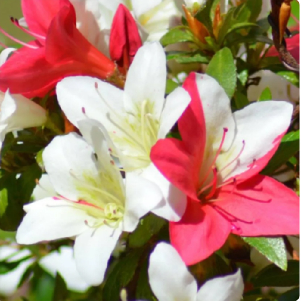 Kültéri bonsai - japán azálea - Azálea CHIHIRO