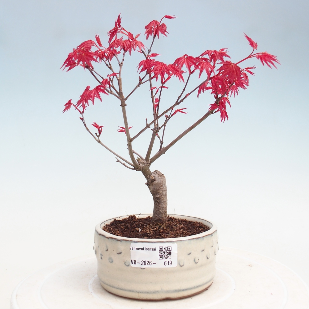 Kültéri bonsai - Acer palmatum DESHOJO