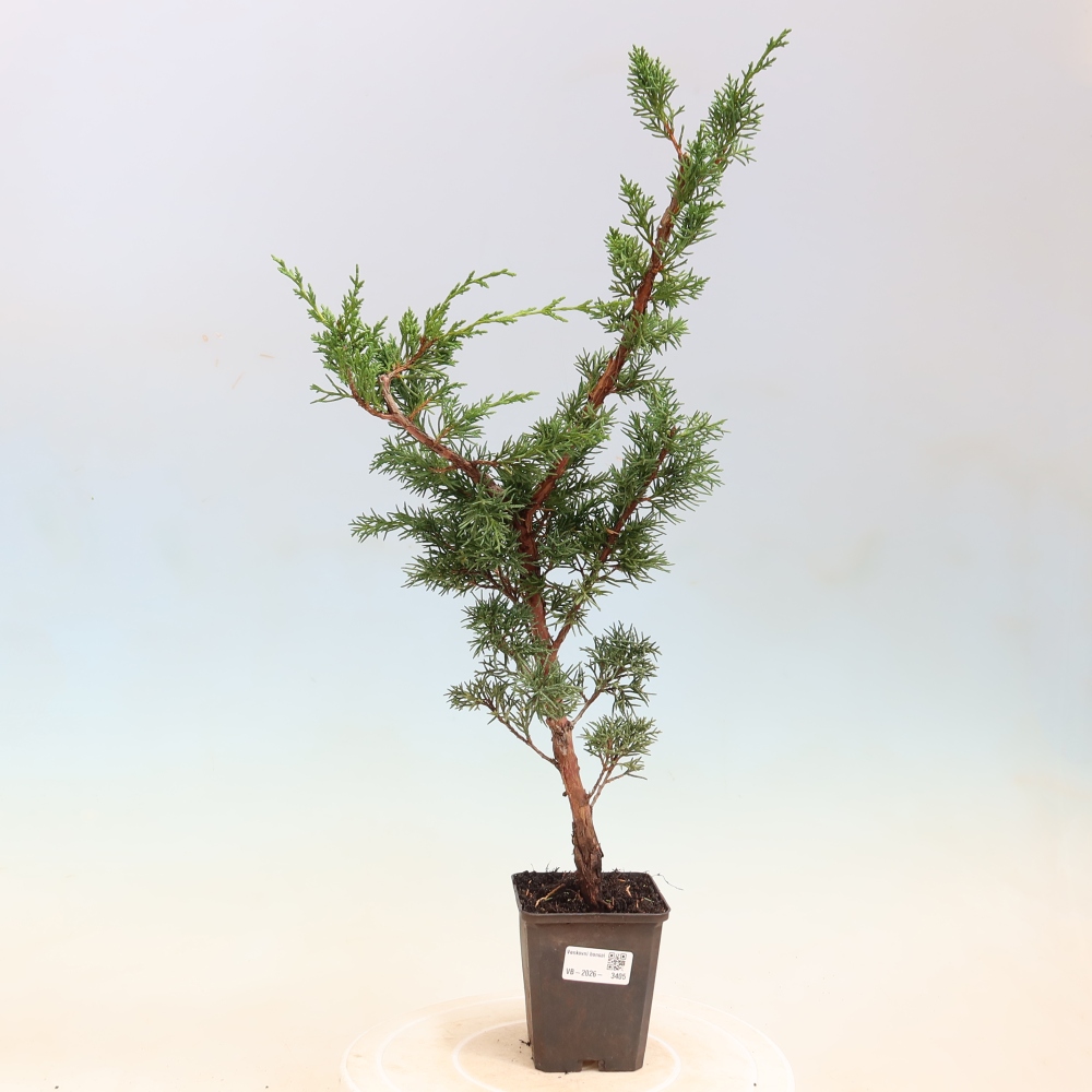Kültéri bonsai - Juniperus chinensis Kishu