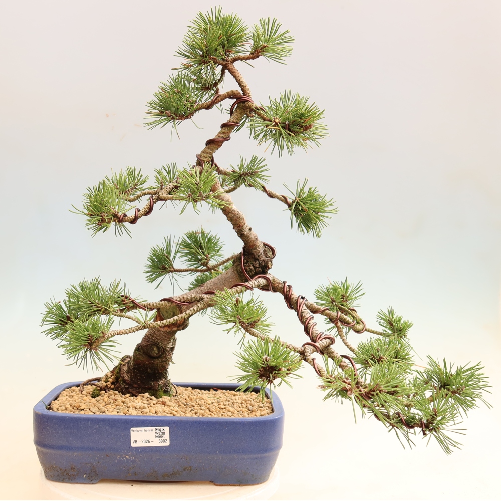 Kültéri bonsai – Pinus mugo Humpy – törpefenyő