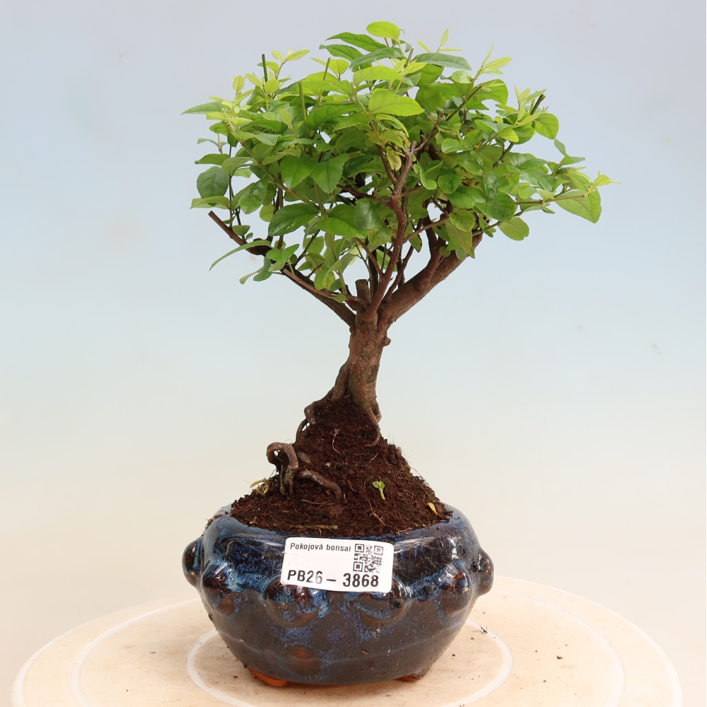 Szobai bonsai - Sageretia thea - Sageretia thea