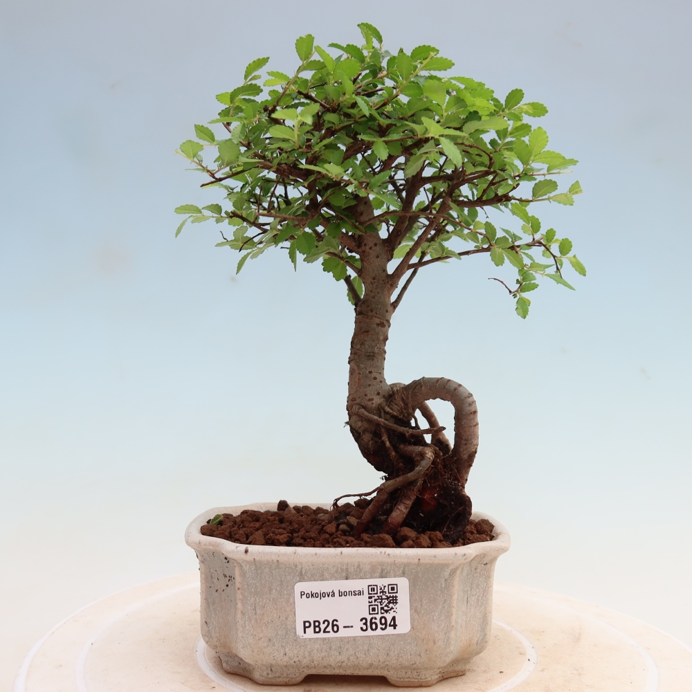 Szobai bonsai - Ulmus parvifolia - Kislevelű szilfa