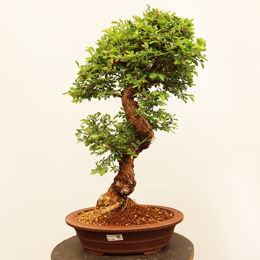 Kültéri bonsai - Zelkova - Zelkova NIRE
