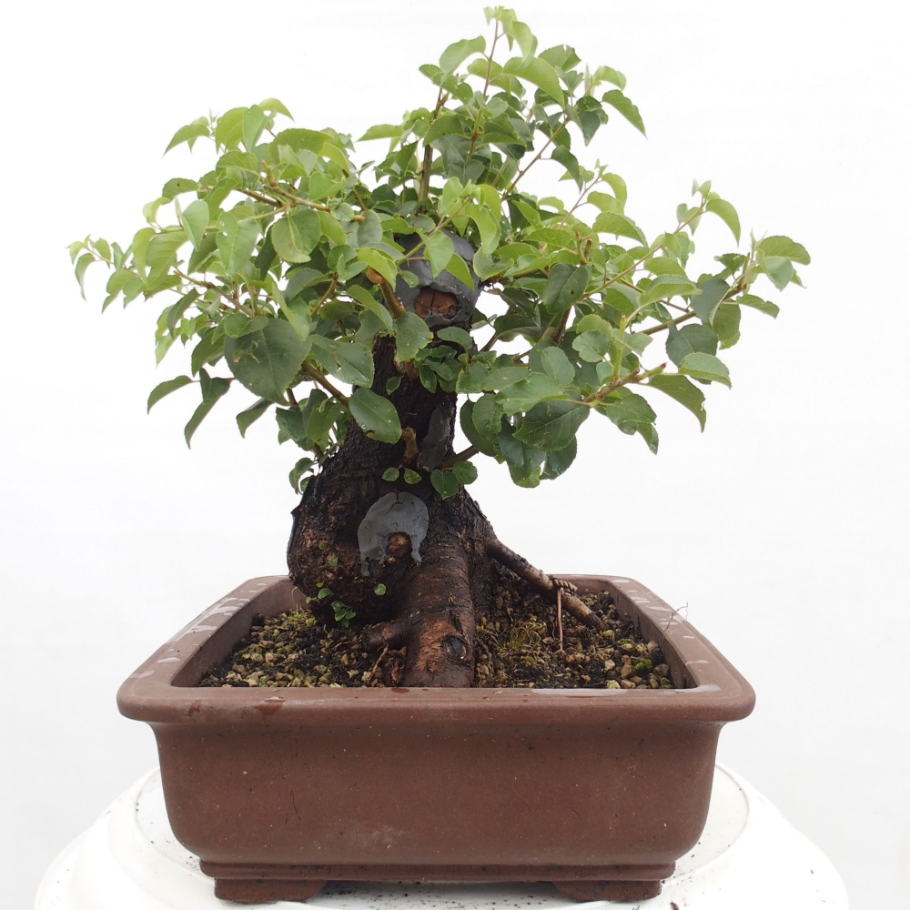 Kültéri bonsai - Mahalebka - Prunus mahaleb - Prunus mahaleb